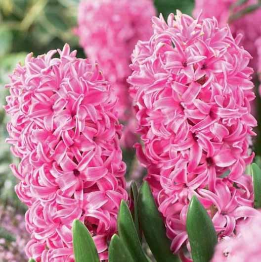Pink Pearl hyacinth in bloom. Close up shot shot with showy pink petals.