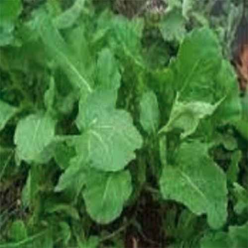 A close up square image of 'Italian Cress' arugula growing in the garden.