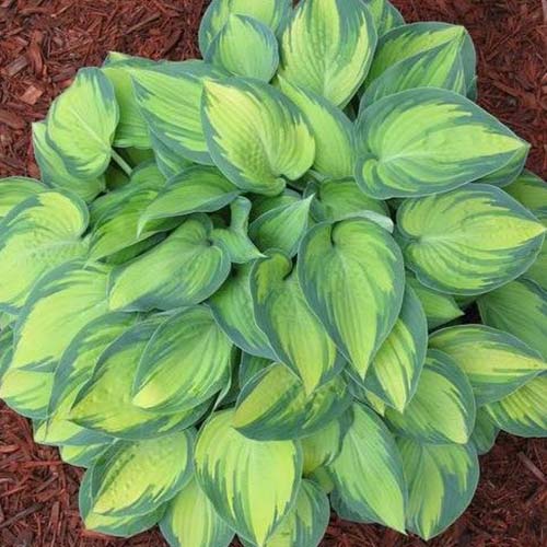 A close up top down picture of a hosta of the 'June' variety growing in the garden, surrounded by mulch. The large leaves are a light green to the center and darker green edging.