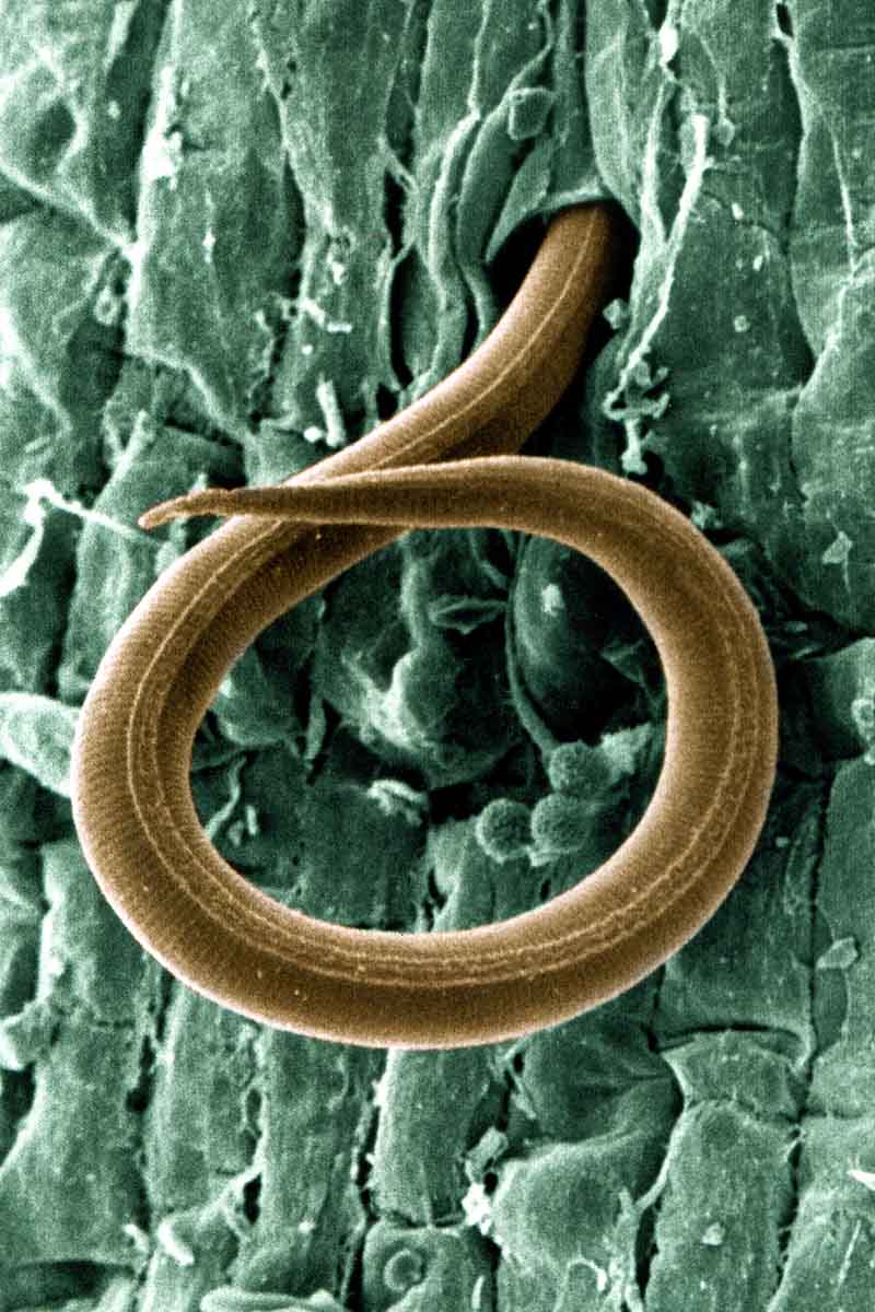 A vertical close up image of a root knot nematode, a long thin worm-like creature burrowing into a green surface, highly magnified.