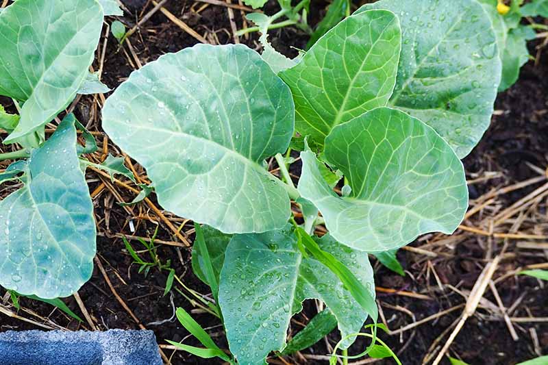 A close up of a leafy green Brassica oleracea plant growing in a row in the garden with some straw mulch covering the rich dark earth. The leaves have small droplets of water on them.