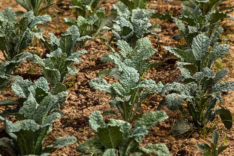Neatly spaced rows of Brassica oleracea growing in the garden with soil in between the plants in bright sunshine.