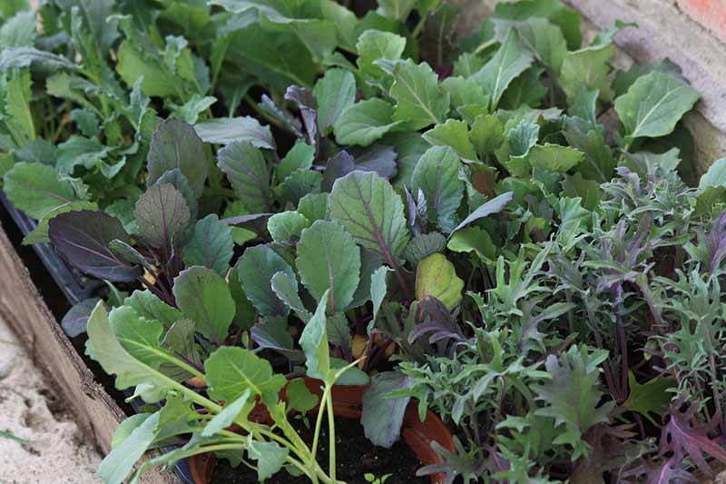A close up of different varieties of Brassica oleracea baby plants growing in small pots.