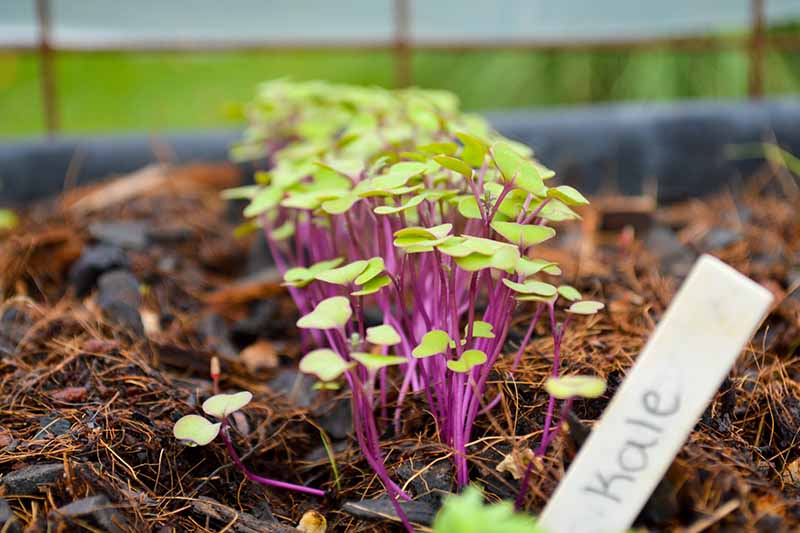 A close up of a row of tiny seedlings of Brassica oleracea planted in a container, with small light green leaves and purple stems, surrounded by mulch, and fading to soft focus in the background.