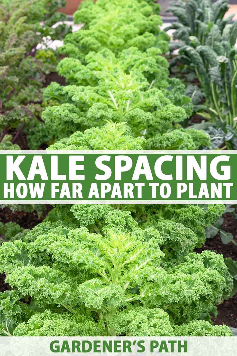 A close up vertical picture of different varieties of kale growing in neat rows in a raised garden bed. To the center and bottom of the frame is green and white text.