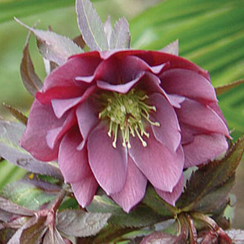 A close up of the light red double hellebore flower of the 'Kingston Cardinal' variety, on a green soft focus background.