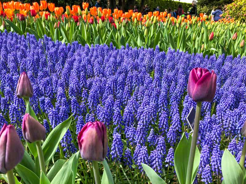 A mixed planting of grape hyacinth in the garden amongst other colorful spring bulbs in bright sunshine with a group of people in soft focus in the background.