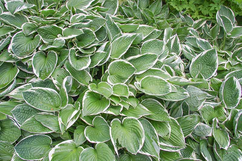 A close up of a large clump of hosta plants of the 'Francee' variety. The large heart shaped leaves are a light green in the middle with a white edge around the outside.