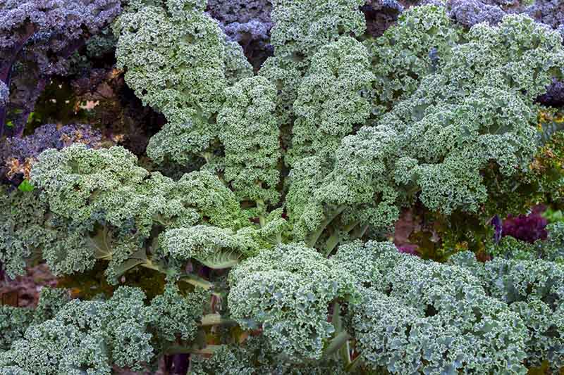 A close up of a large, mature curly kale plant growing in the garden with frilly, dark green leaves. In the background is a purple curly variety in soft focus.