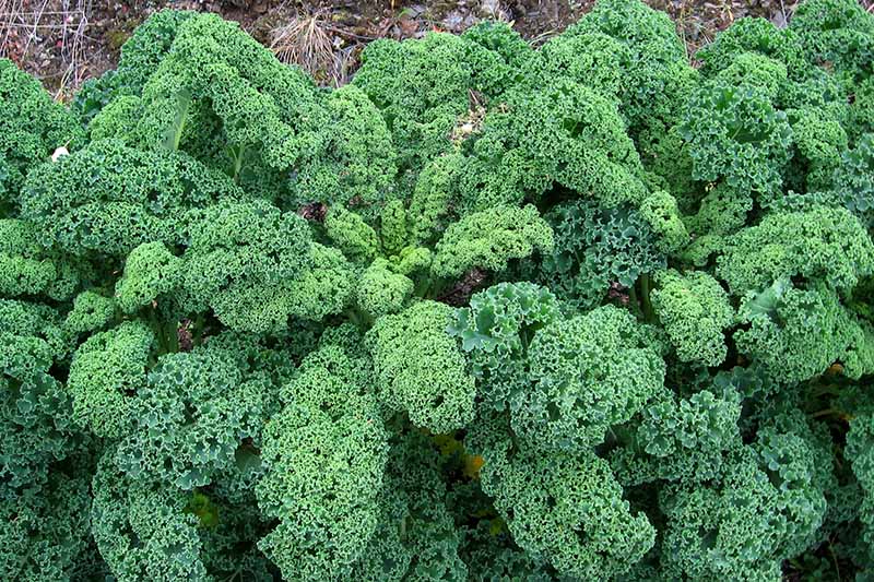 A close up of a large mature curly kale plant growing side by side with other specimens.