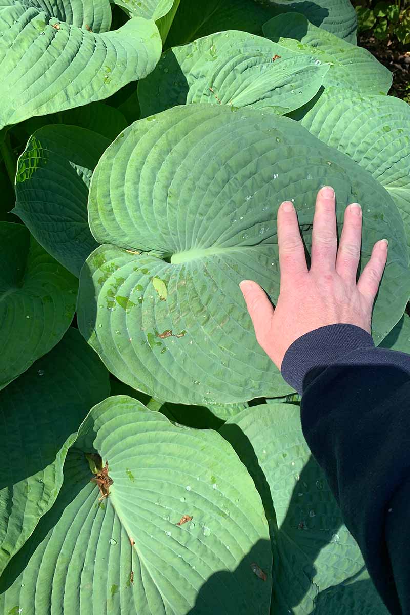 A vertical picture of a hand from the right of the frame touching the large textured green leaf of the 'Empress Wu' variety of hosta, to show just how big the leaf really is, in bright sunshine fading to soft focus in the background.
