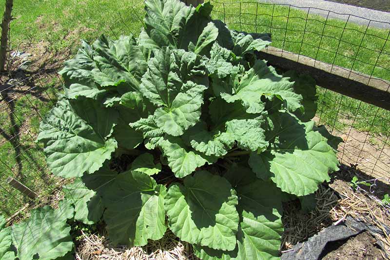 A close up of a large rhubarb plant with large flat green leaves, growing in the garden in bright sunshine with a lawn in the background.