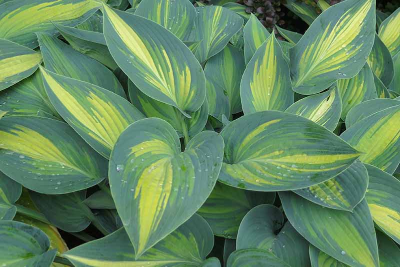 A close up of the 'June' variety of hosta plant, with dark and light green leaves, accented by yellow running down the center of the leaves. Small droplets of water are scattered on a few of the leaves.