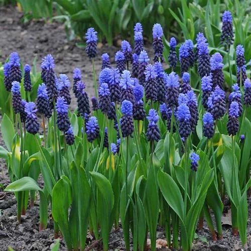 A close up of a collection of Muscari latifolium growing in the garden with flowers in dark blue with lighter blue tops and upright foliage.