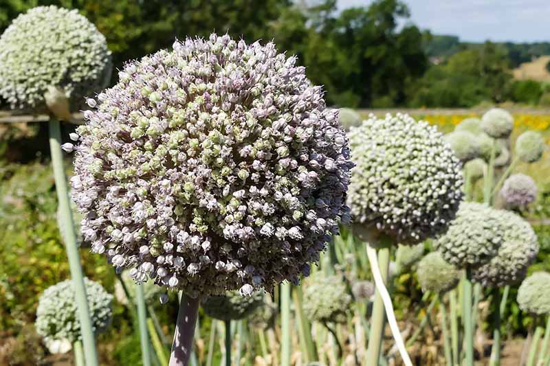 A close up of leek plants that have large round flower heads in a field in light sunshine fading to soft focus in the background.