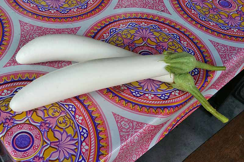 Two long, thin white aubergine fruits set on a colorful plastic table cloth.