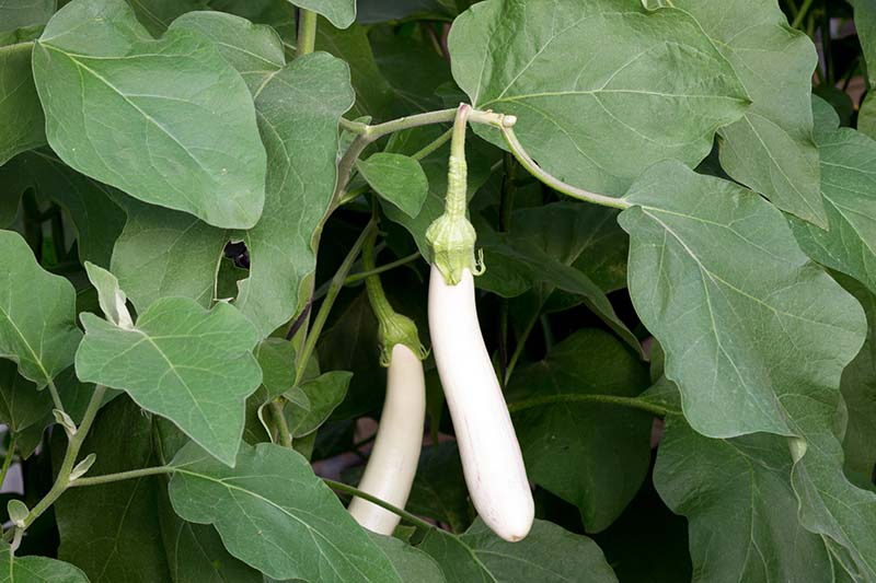 A close up of long thin white eggplants ripening on the plant growing in the garden. The creamy white fruits contrast with the dark green foliage on a dark background.