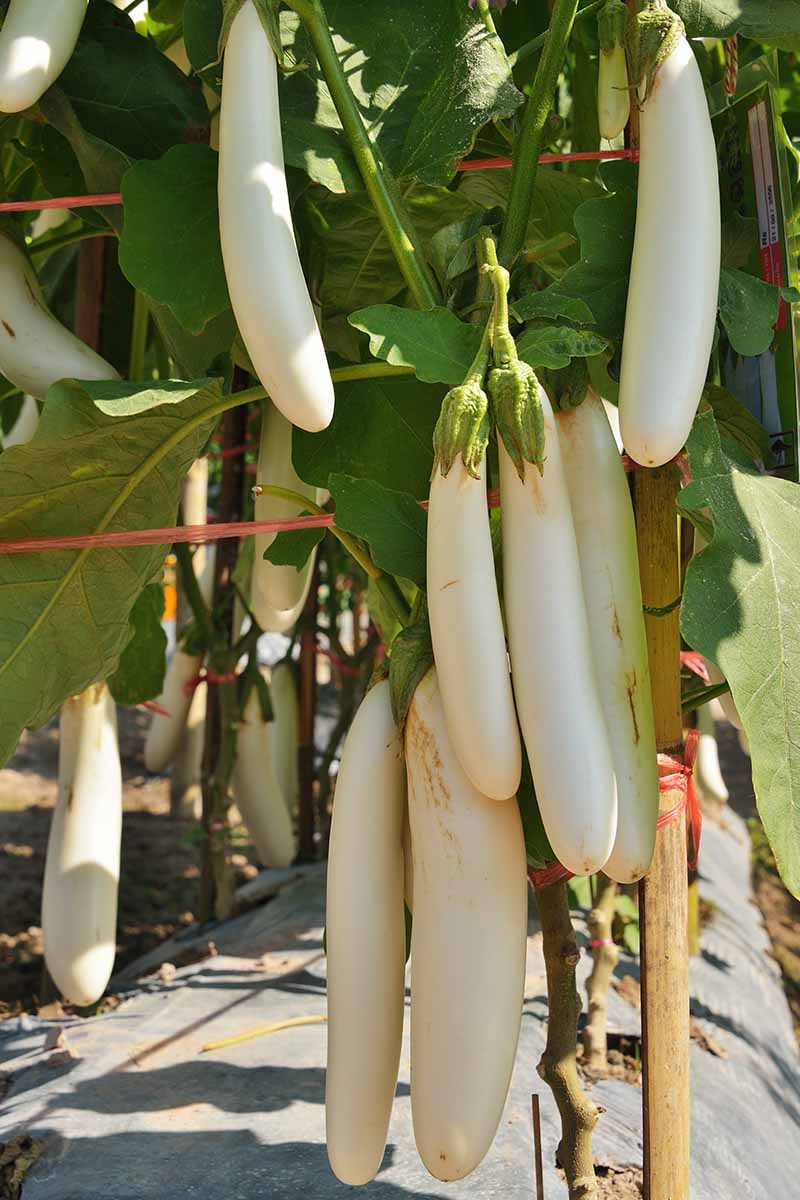 A close up vertical picture of long, thin, creamy white aubergine fruits growing in the garden in light sunshine.