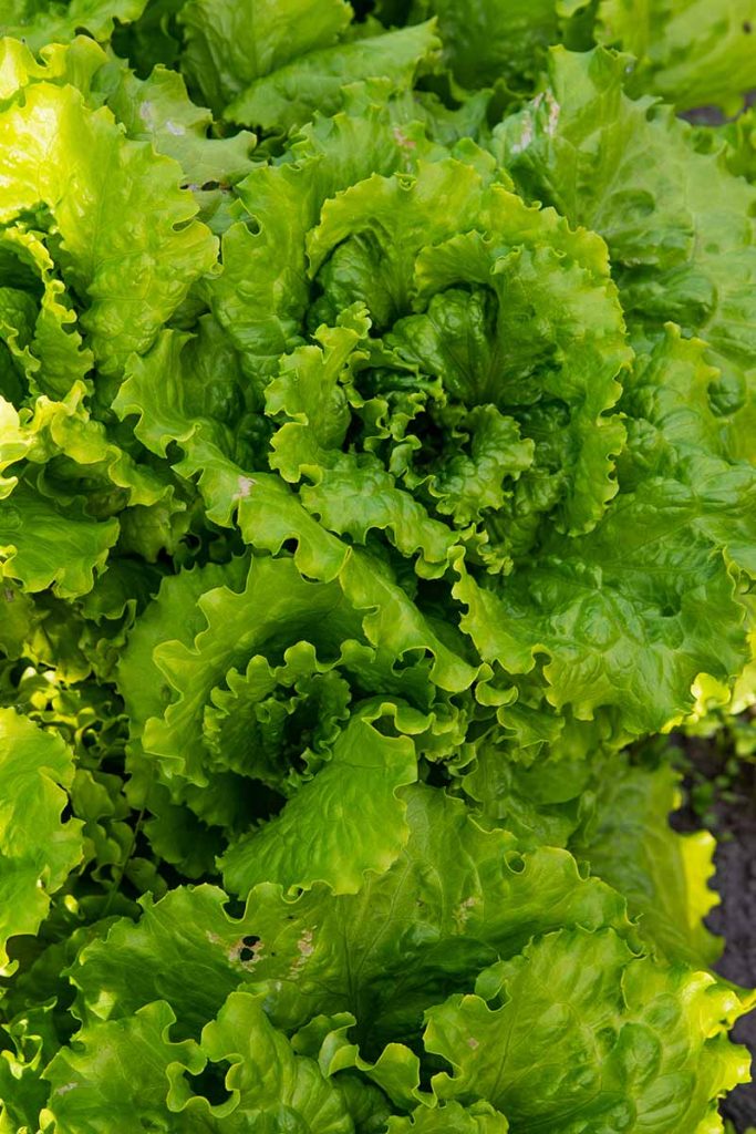29 of the Best Lettuce Varieties For Your Garden | Gardener's Path