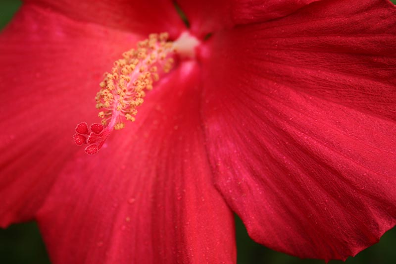 A close up of the bright red petals of the 'Lord Baltimore' H. moscheutos hybrid fading to soft focus in the background.