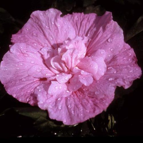 A close up of the 'Lucy' cultivar of H. syriacus, with unique double petals, set on a dark soft focus background.