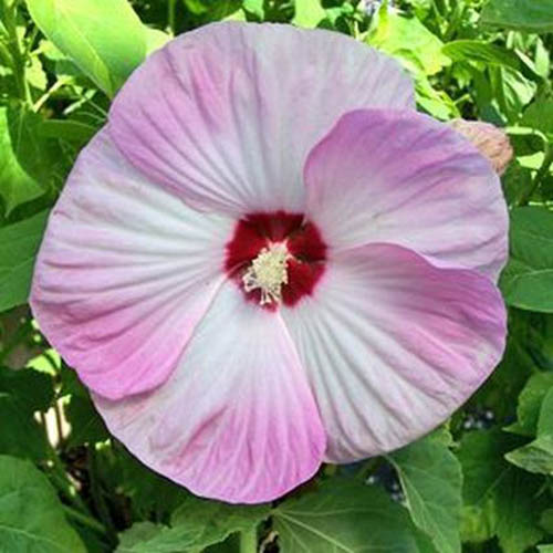 A close up of a flower of the H. moscheutos hybrid known as 'Luna Pink Swirl.' The large petals are white and pink with a bright red central eye, pictured with foliage in the background in light sunshine.