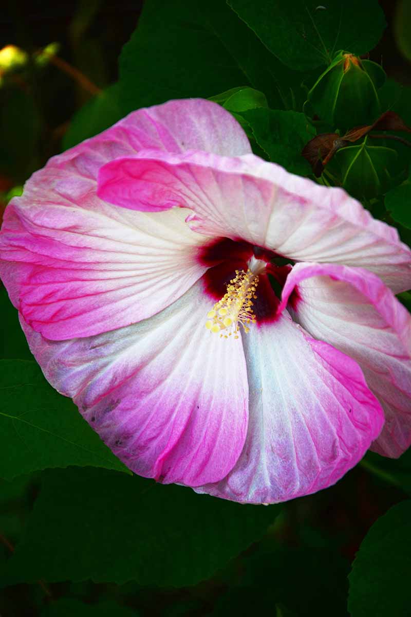 A close up vertical picture of 'Luna Pink Swirl' a hybrid hibiscus variety, with pink and white petals and deep red central eye, on a dark soft focus background.