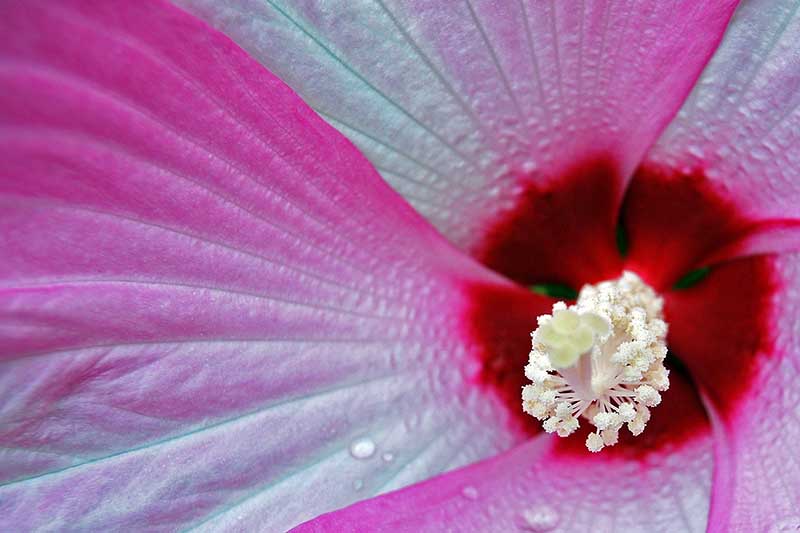 A macro close up picture of a 'Pink Swirl' hibiscus flower showing the soft pink, fading to white on the petals and the deep red central eye and prominent staminal column.