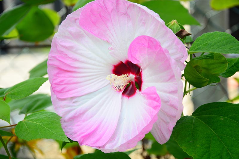 A close up of the flower of the 'Luna Swirl' hibiscus variety, with light pink and white petals contrasting with a deep red central eye, surrounded by green foliage on a soft focus background.