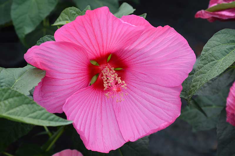 A close up of a bright pink flower with a deep red central eye, surrounded by green foliage on a dark soft focus background.