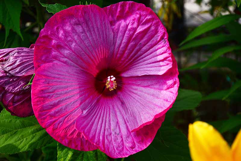 A close up of a flower of the 'Luna Rose' hibiscus variety, with deep pink petals and a red central eye, pictured in light sunshine on a soft focus background.