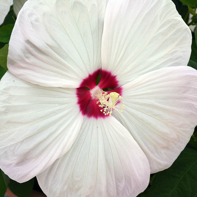 A close up picture of 'Luna White' hibiscus flower with large white petals and a deep red central eye on a soft focus background.