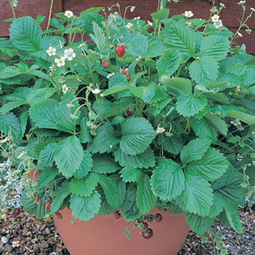 A close up of a terra cotta pot containing a bushy 'Mignonette' plant with bright green foliage, white flowers and ripe red fruits.