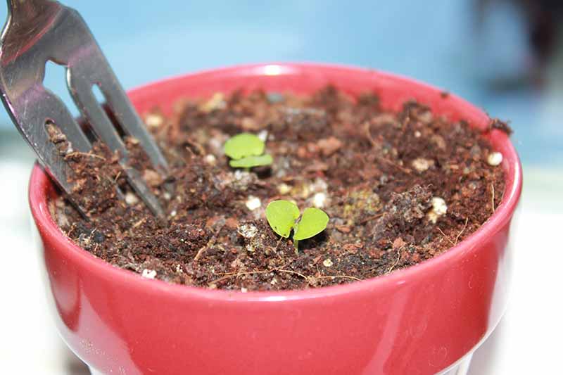 A close up of a small red circular plant pot with two tiny shoots pushing up and a fork from the left of the frame digging the earth.