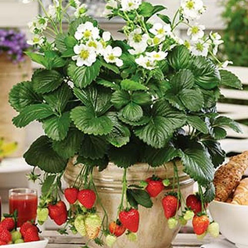 A close up of a terra cotta pot containing a 'Montana' strawberry plant growing in the kitchen with fruit hanging over the side of the pot, white flowers at the top of the plant and bread in a white bowl to the right of the frame.