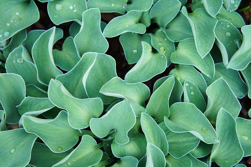 A close up of the foliage of 'Blue Mouse Ears,' a variety of hosta with small, bluish-green leaves in a cup-like shape.