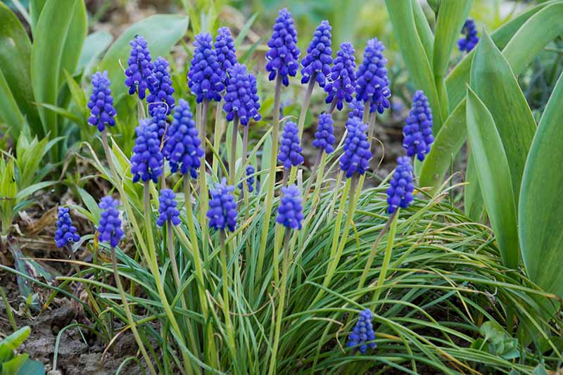 A close up of Muscari armeniacum growing in a clump in the garden surrounded by leafy green foliage, fading to soft focus in the background.