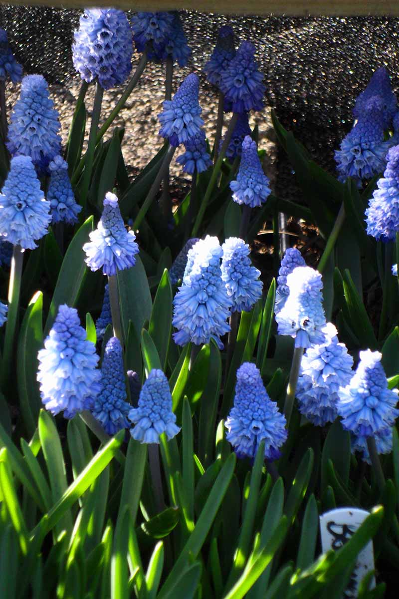 A vertical close up picture of the Muscari azureum plant growing in the garden with light blue flowers and green foliage pictured in light sunshine on a dark background.