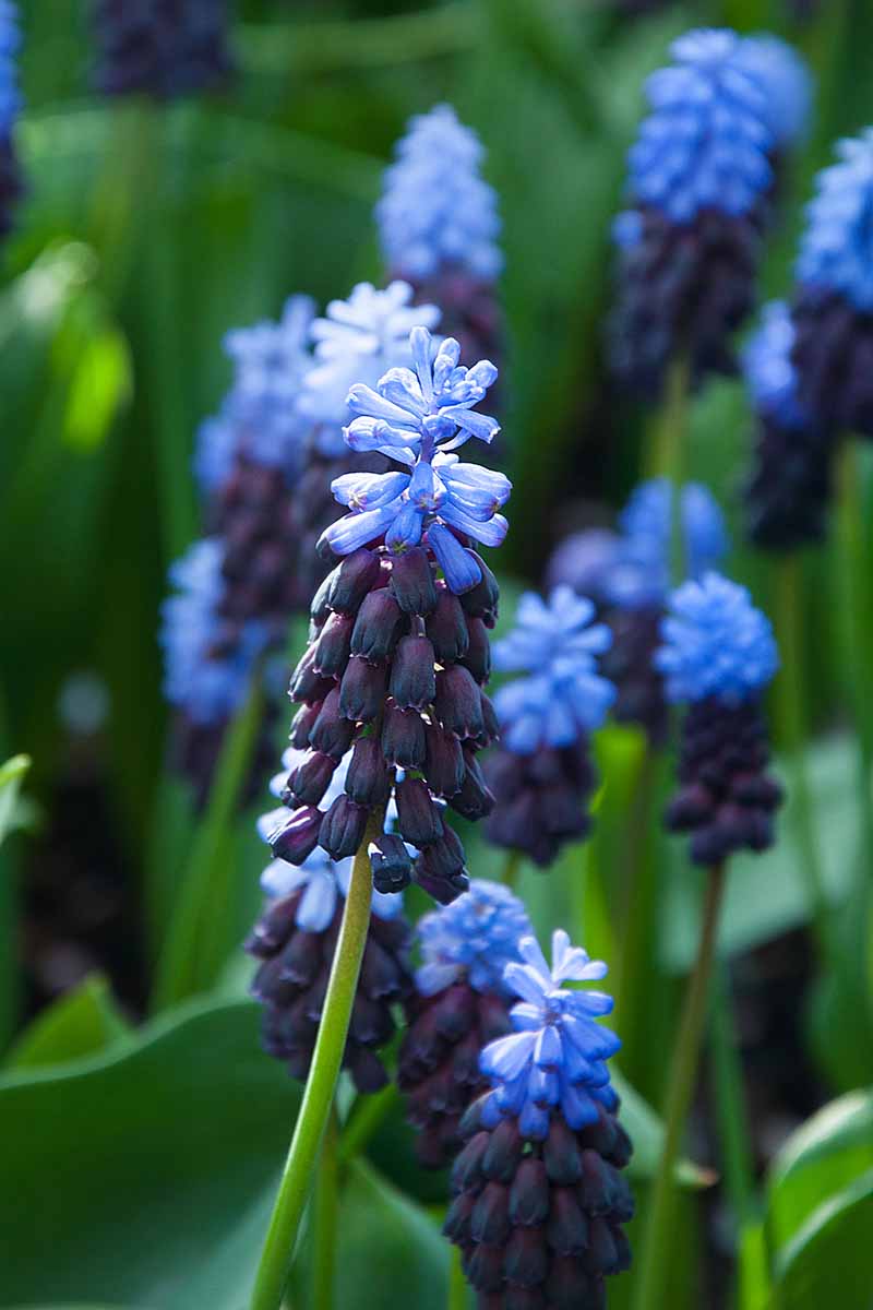 A vertical close up of the flowers of Muscari latifolium with light blue top petals and a darker blue below, on a long upright stalk on a green soft focus background.