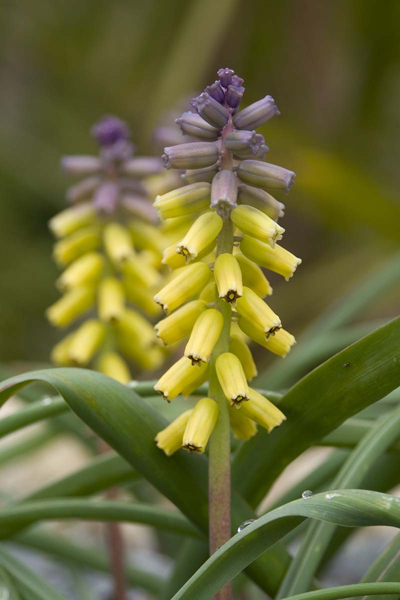 A vertical picture of a Muscari macrocarpum flower with yellow petals at the bottom and light purple at the top of the upright stem, with light green foliage. The background is in soft focus.
