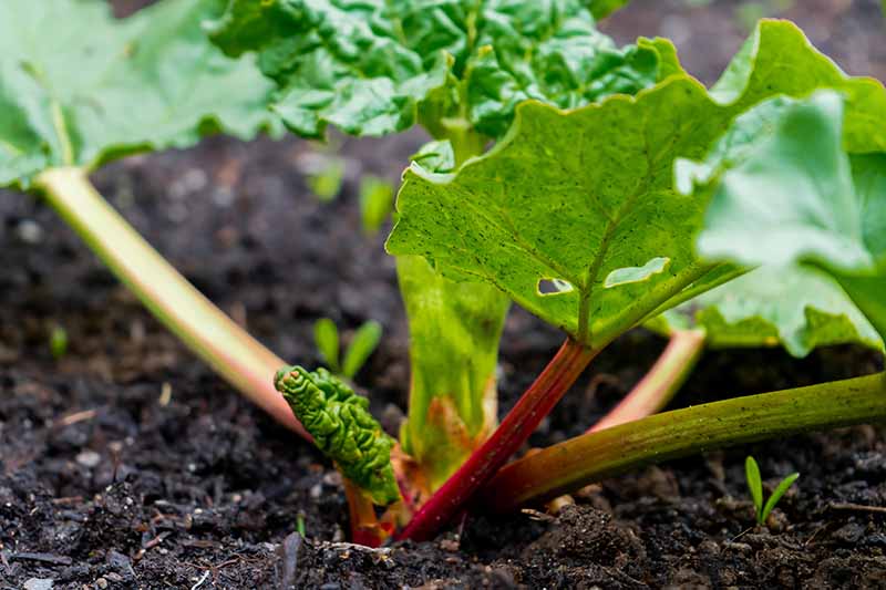 A close up of an immature rhubarb plant with new growth appearing in the springtime, surrounded by dark soil and fading to soft focus in the background.