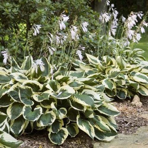 A close up of two plants of the 'Patriot' variety of hostas, both with dark green, flat leaves that have white edging. Both plants have long flower stalks with white flowers and the background is a garden scene fading to soft focus.
