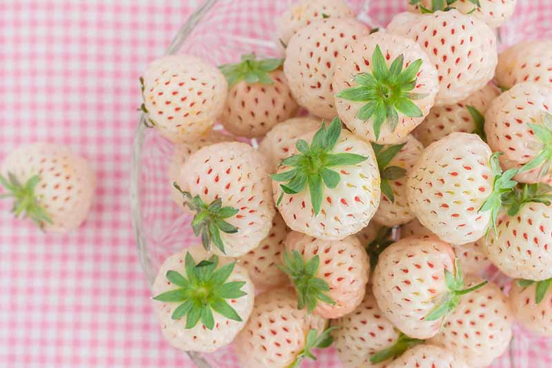 A close up of the harvested fruits of the 'Pineberry' strawberry plant which are creamy white with small pink spots, in a glass bowl set on a pink checked surface.