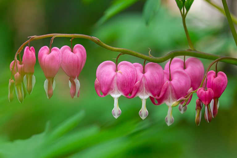 How to Grow and Care for Bleeding Heart Flowers
