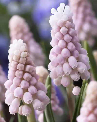 A close up of Muscari 'Pink Sunrise' flowers growing in the garden pictured on a soft focus background.