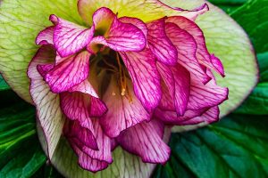 11 of the Best Double Hellebore Varieties for the Late Winter Garden