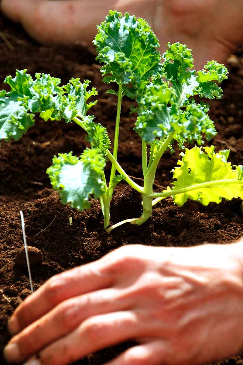 A vertical picture of a hand transplanting a Brassica oleracea seedling into dark rich earth in bright sunshine on a soft focus background.
