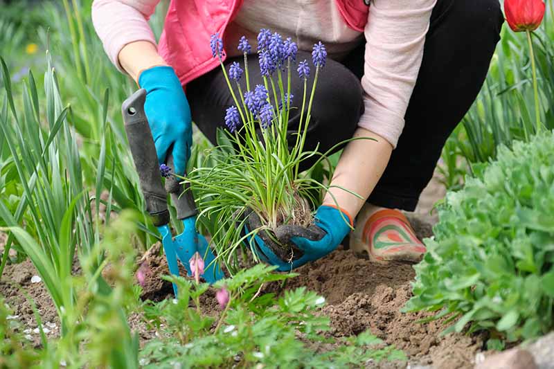 A close up of a gardener wearing blue gloves, holding a garden trowel, digging a hole to plant a clump of grape hyacinth bulbs with upright stems and blue flowers.