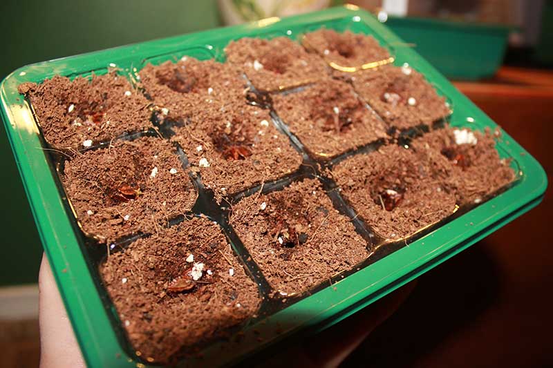 A close up of a green seedling tray, held up to show the seeds planted in the rich soil in each section.