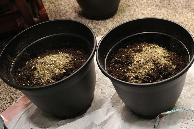 A close up of two black plastic pots containing rich dark soil, with granular fertilizer on the top, set on a plastic surface, ready for planting seedlings.